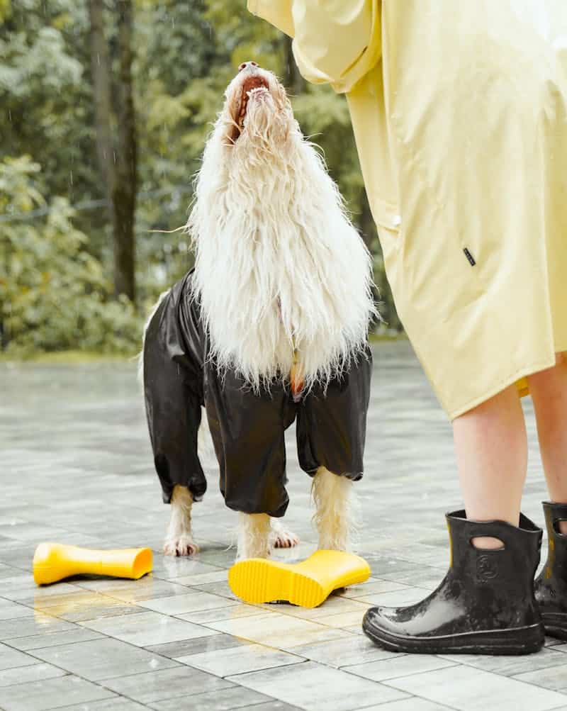 dog wearing booties in the rain