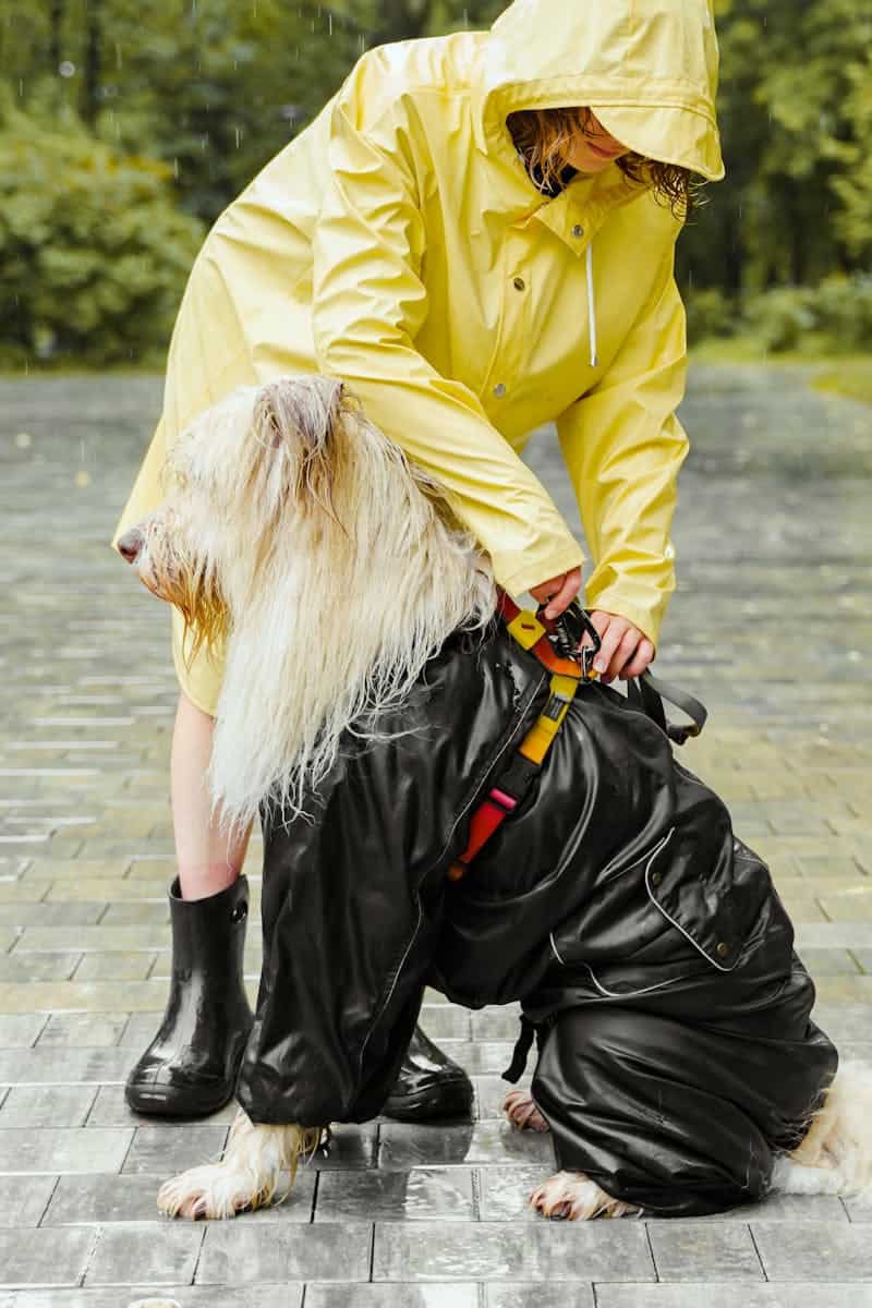 person and dog in the rain wearing rain gear