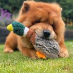 Walking My Chow Chow: Navigating their Exercise Essentials