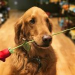 walter with a rose in his mouth