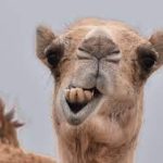 Camel Teeth: Everything You Need to Know About Camel Dental Features