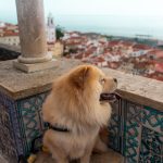 Chow Chow Dogs and their journey to the UK