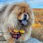Chow Chow Essentials: Mastering Breed Care, History and Unique Traits