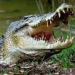 Crocodile Teeth: A Comprehensive Guide to Understanding the Mighty Jaws of Crocodiles