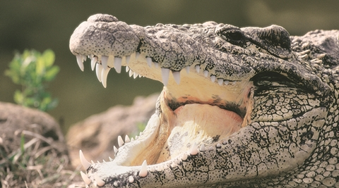 crocodile thub