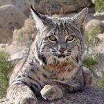 Discover the Largest Bobcats Ever: Exploring Size Variations in Bobcat Species