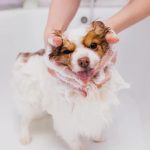 How Bathing Your Dog Affects Their Skin’s Microbiome