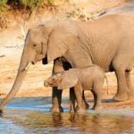 How Many Elephants Are Left in the World? A Conservation Update
