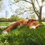 Melatonin and Allergies: Helping Your Pet Find Relief