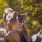 Mountain Lion Size Comparison: Measuring Up the Pumas