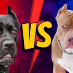 pitbull vs cane corso AI generated image