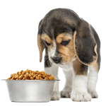 puppy with dog bowl dog food