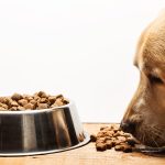 Q&A – When should I switch my puppy to adult food?