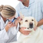 STOP Looking for a Holistic Vet
