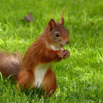 Squirrel Teeth: Everything You Need to Know About Squirrel Dental Health