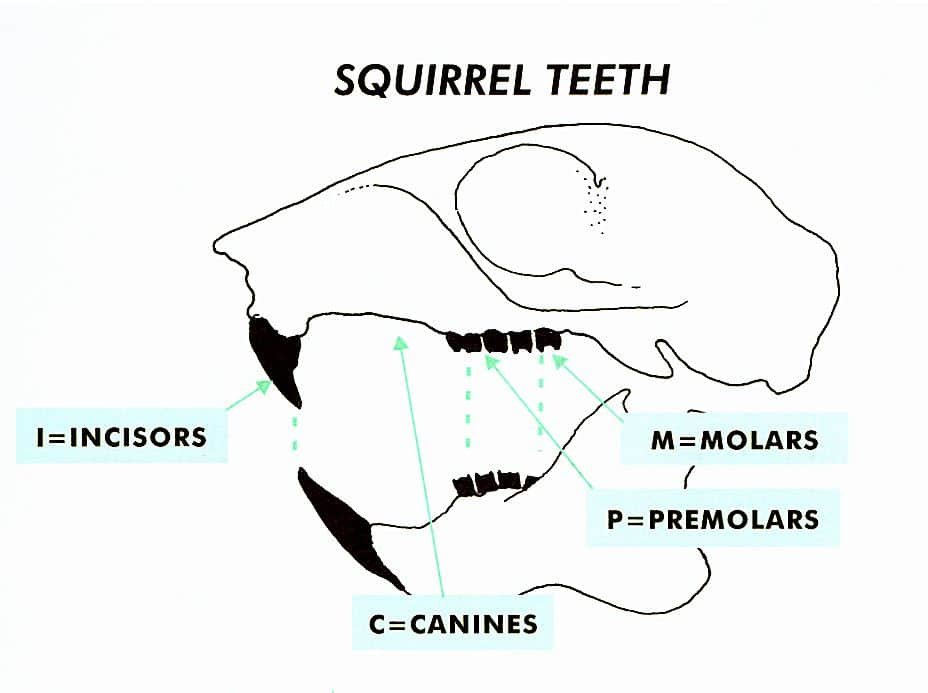 diagram of squirrel teeth
