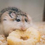 Curious about keeping your hamster cage fresh? Check out these simple tips to keep your hamsters bedding from smelling.