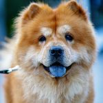 Understanding A Chow Chow’s Loyalty To Their Owners