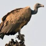 What Do Vultures Eat? 7 Foods in Their Diet Revealed
